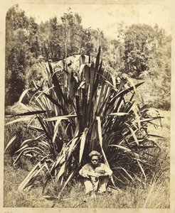 Study of a Flax Bush with a Native Boy on the Wairere River, 1869